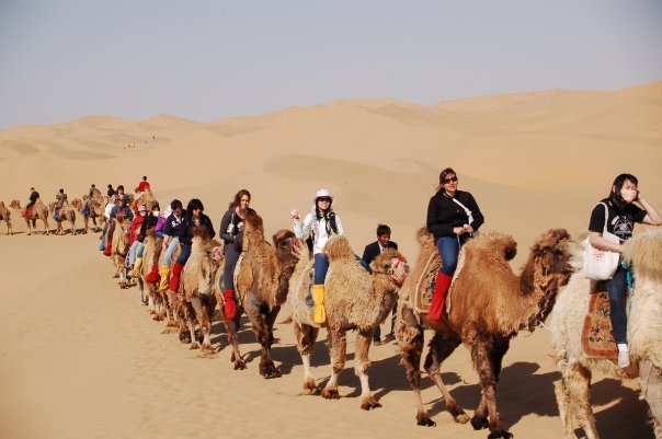 CSU Students on Camels, Inner Mongolia CSU Students on Camels, Inner Mongolia