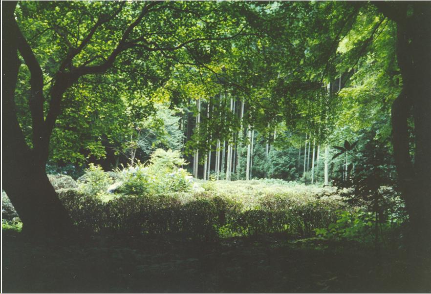 A green forest with deciduous trees and some bamboo in the background. Shrubs grow underneath the trees. The shrubs are tea plants.
