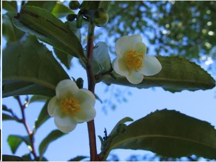 A picture of tea flowers and leaves. The flower is white with many yellow stamens and about five petals. The leaves are dark green with serrated edges. It is a kind of camellia.