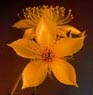4) Mentzelia lindleyi (Blazing Star)