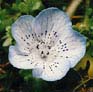 3) Nemophila menziesii (Baby Blue-eyes)
