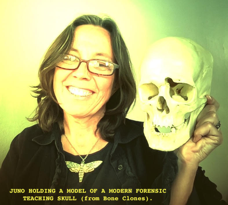 Juno holding a model of a modern forensic skull sold by Bone Clones.