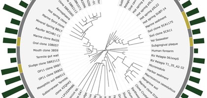A circular phylogenetic tree