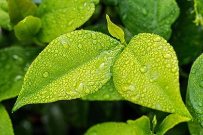 Photo of Green Leaves with morning dew.