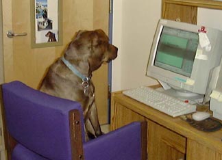 dog at computer