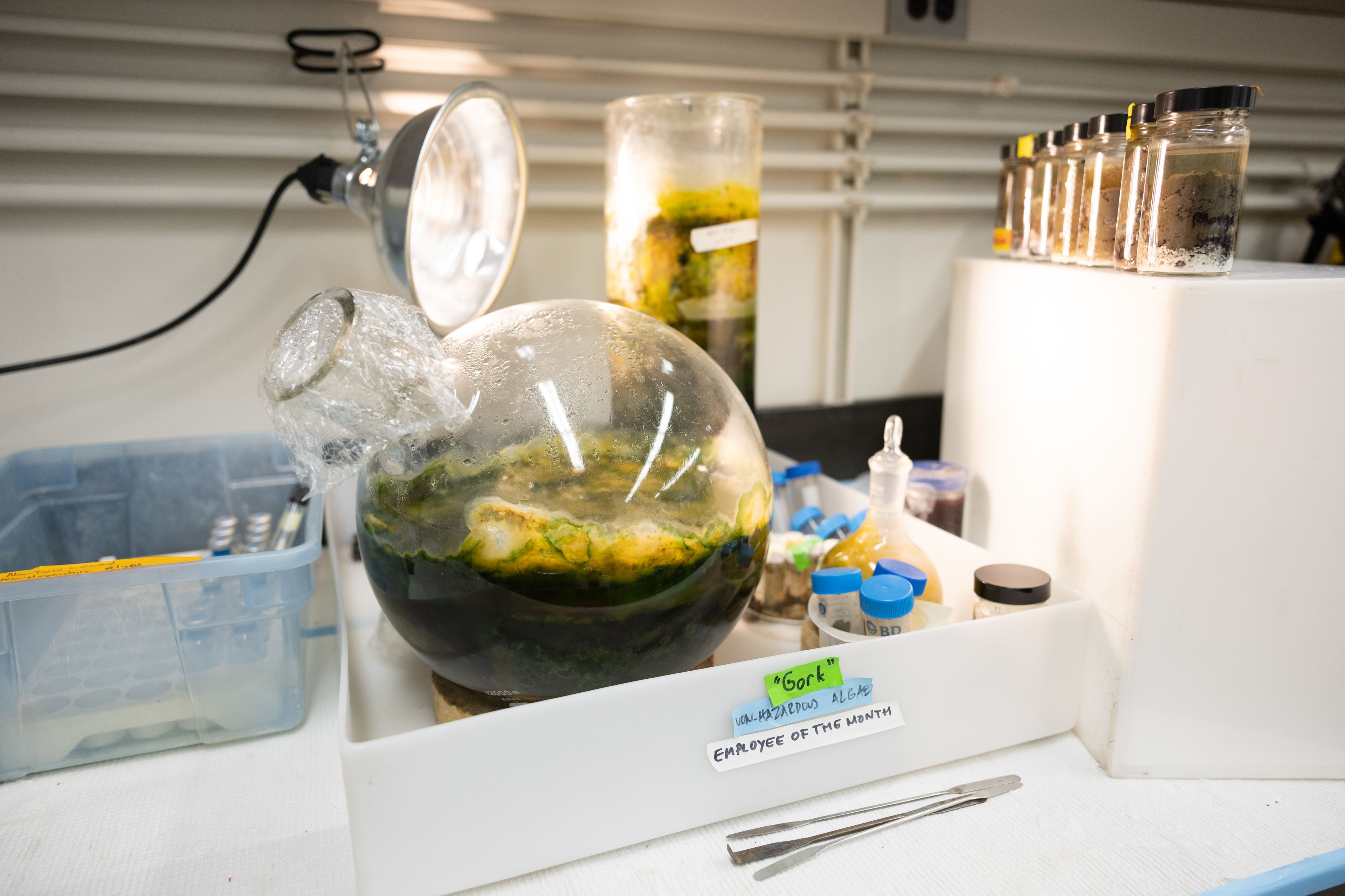A sample in a glass beaker at the ASPIRE interns' NASA lab, NASA, astrobiology