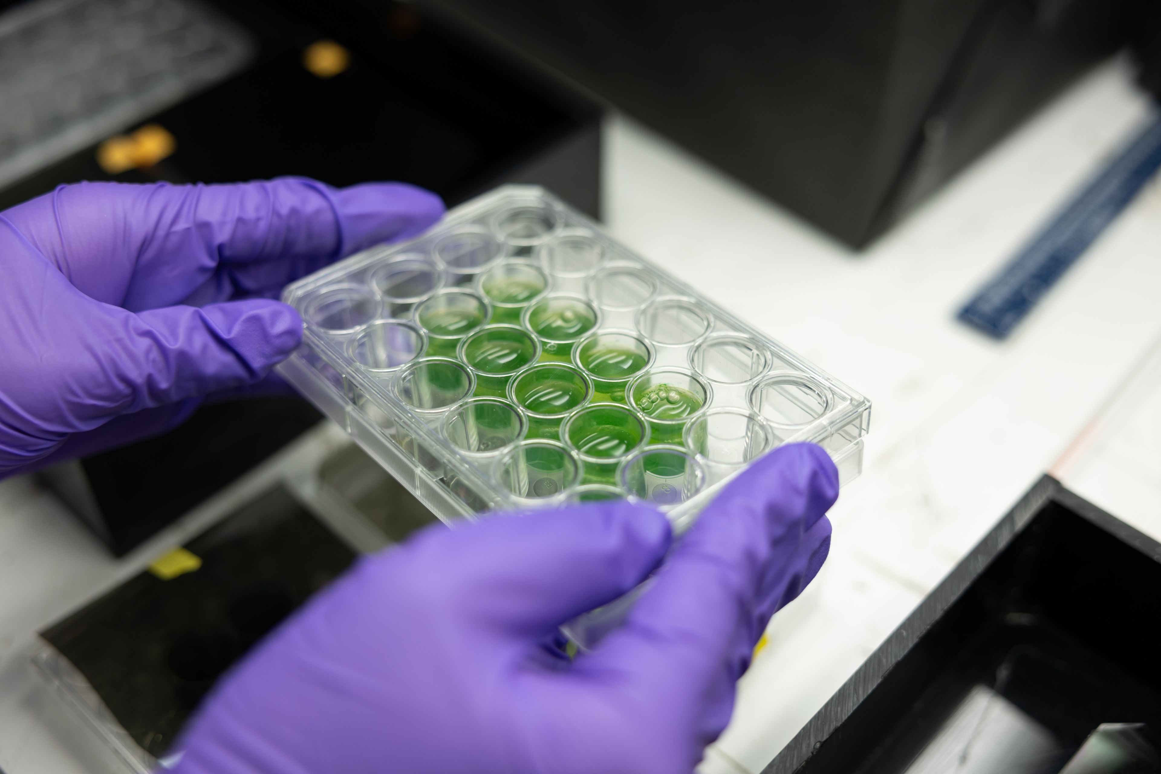 An ASPIRE intern wearing gloves and working with scientific samples. Astrobiology Scholars Program Immersive Research Experience (ASPIRE) . Biochemistry