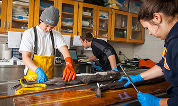 people work on fish in a marine lab, with waterproof gear on