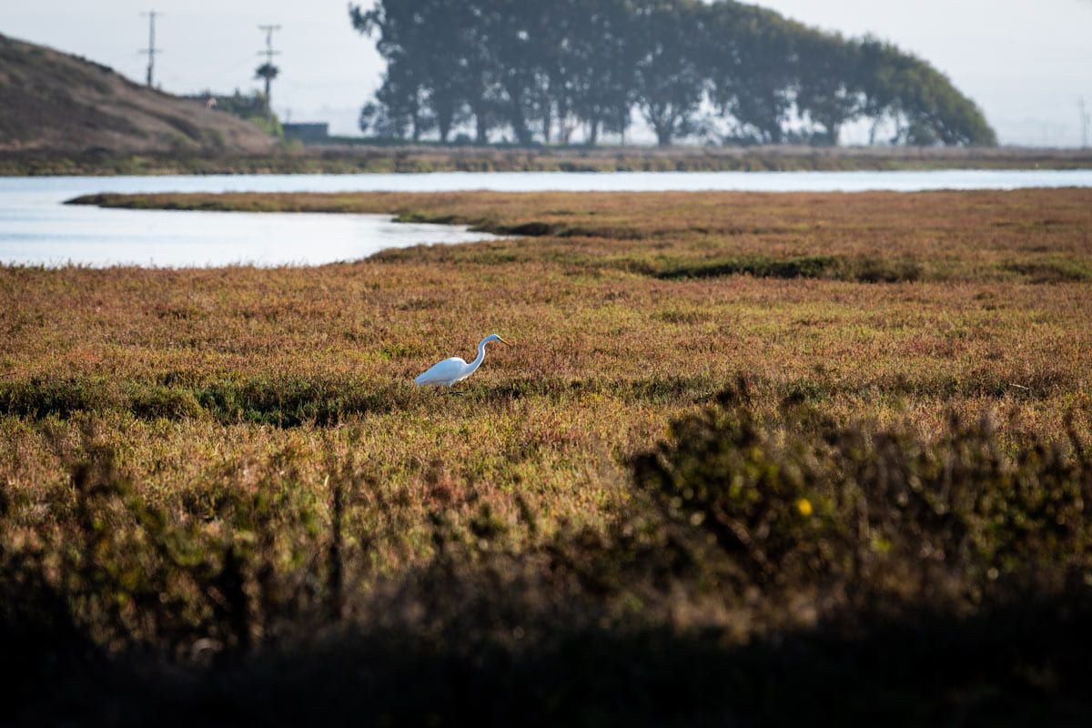 White shore bird wadding in marsh.